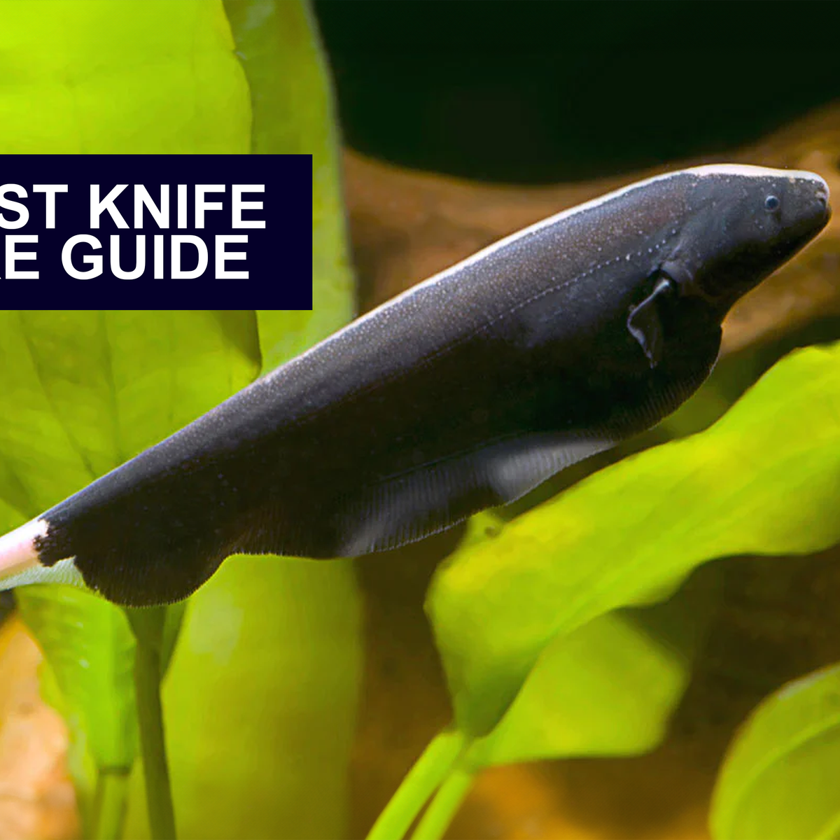 The Complete Eguide To Freshwater Tank Guide 