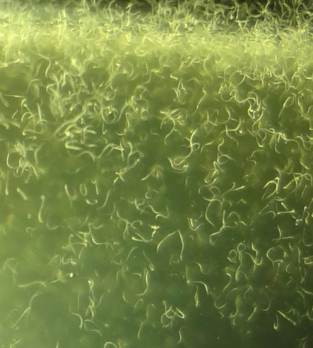How to Grow and Feed Vinegar Eels