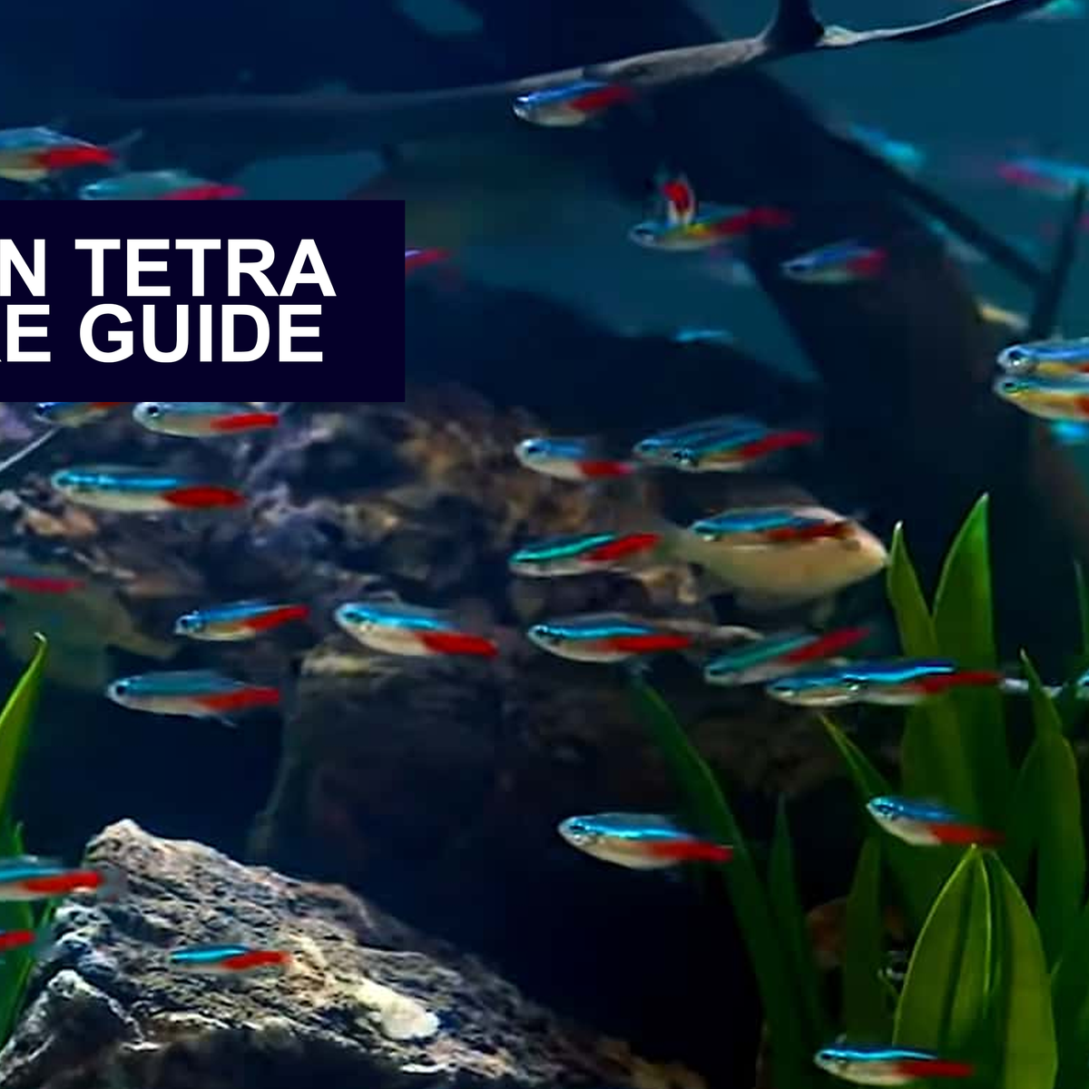 The Complete Eguide To Freshwater Tank Guide