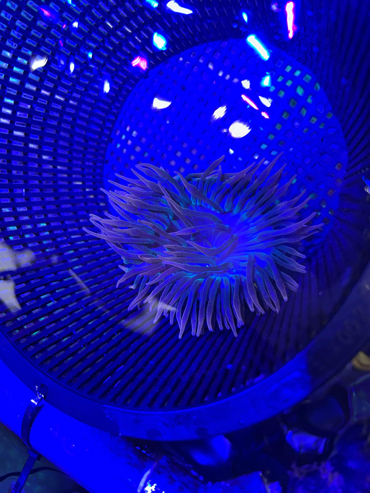 Bubble Tip Anemone