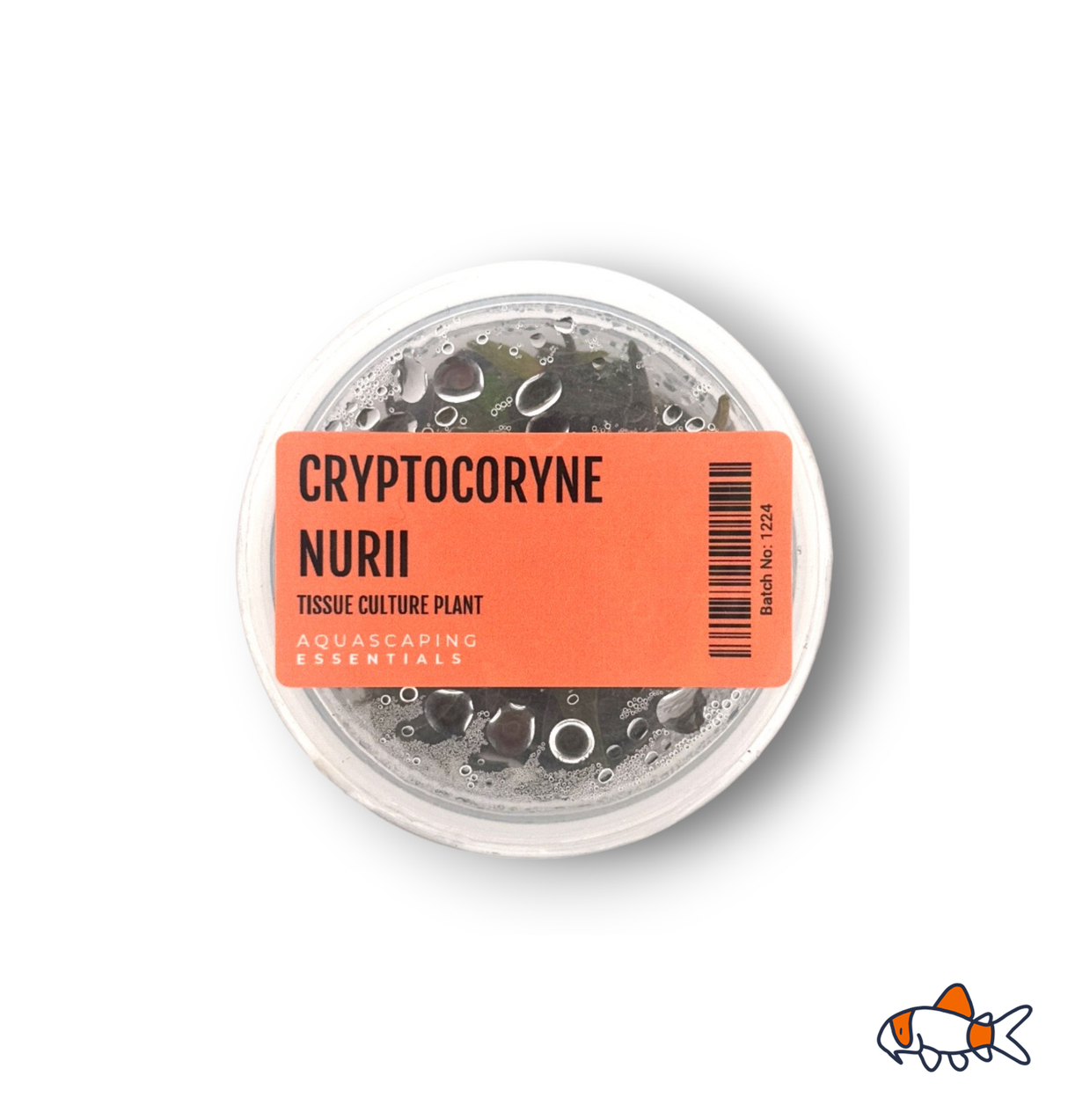 Cryptocoryne Nurii Tissue Culture