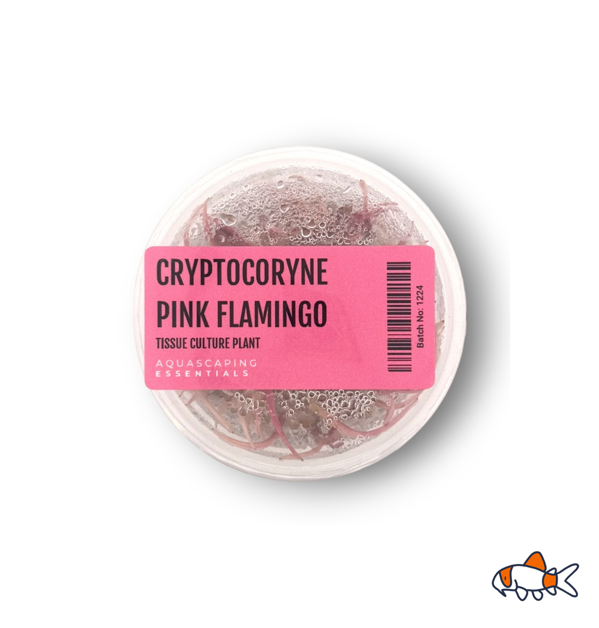 Cryptocoryne Pink Flamingo Tissue Culture