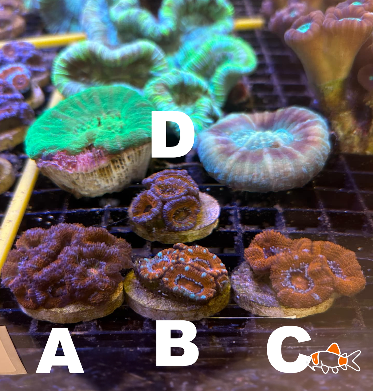 Acan Lord || Mixed Red