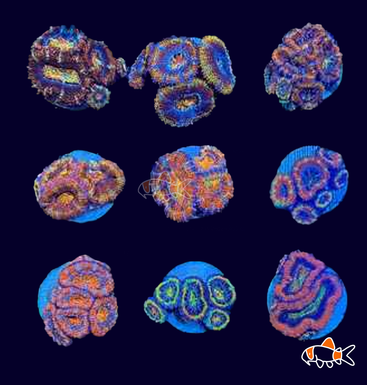 Acan Lord || Rainbow