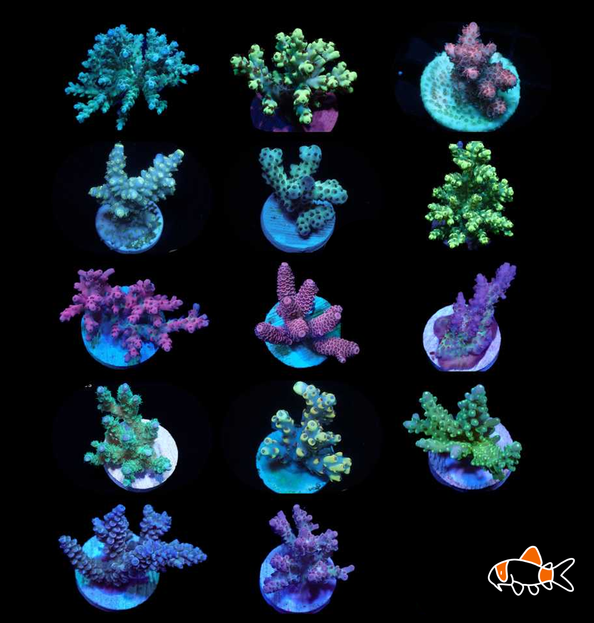 Acropora Frag | Mixed | Imported