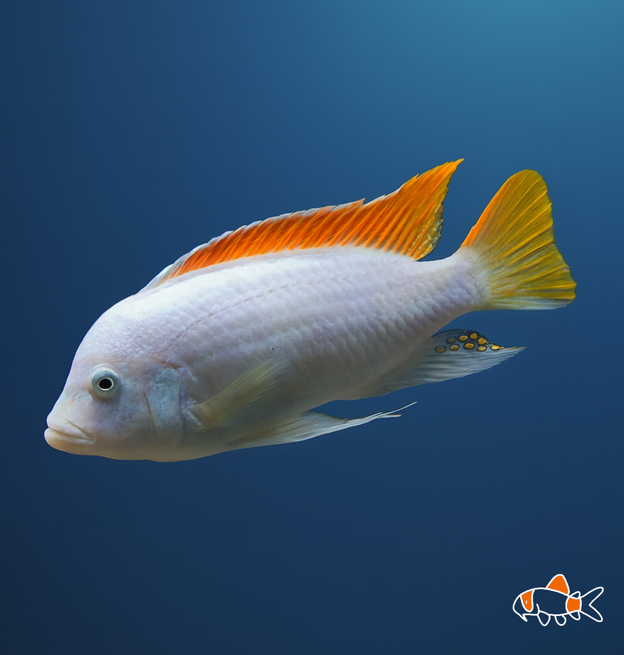 Albino Red Top Ice Blue | Imported