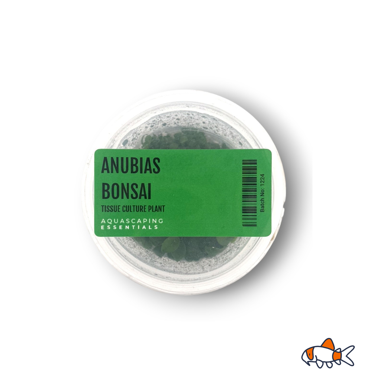 Anubias Bonsai Tissue Culture
