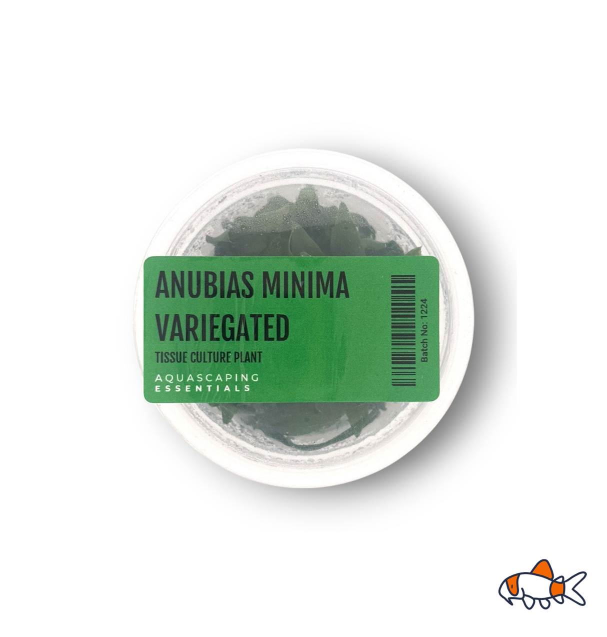 Anubias Minima Variegated Tissue Culture