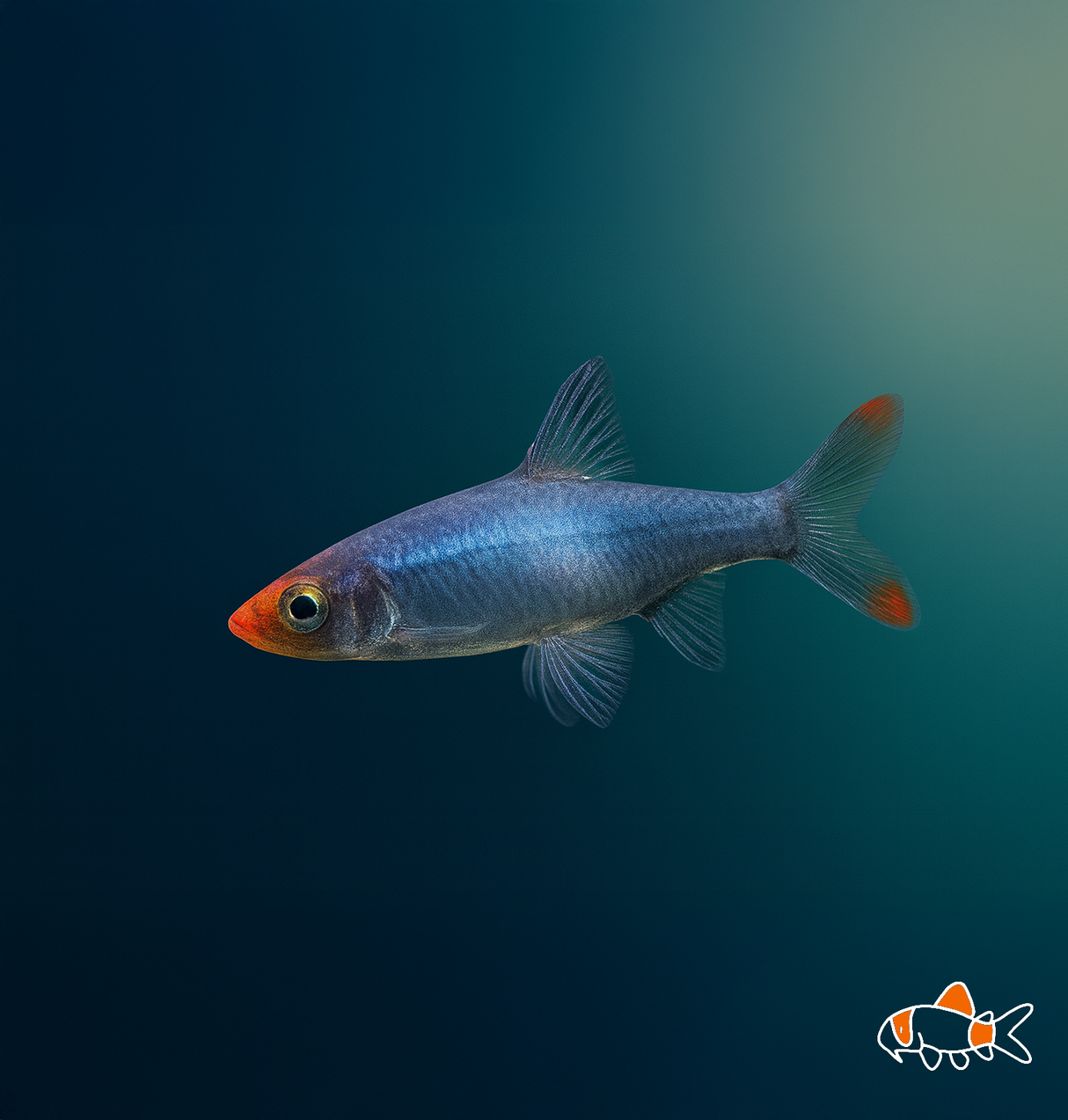 Asian Rummy Nose | Imported