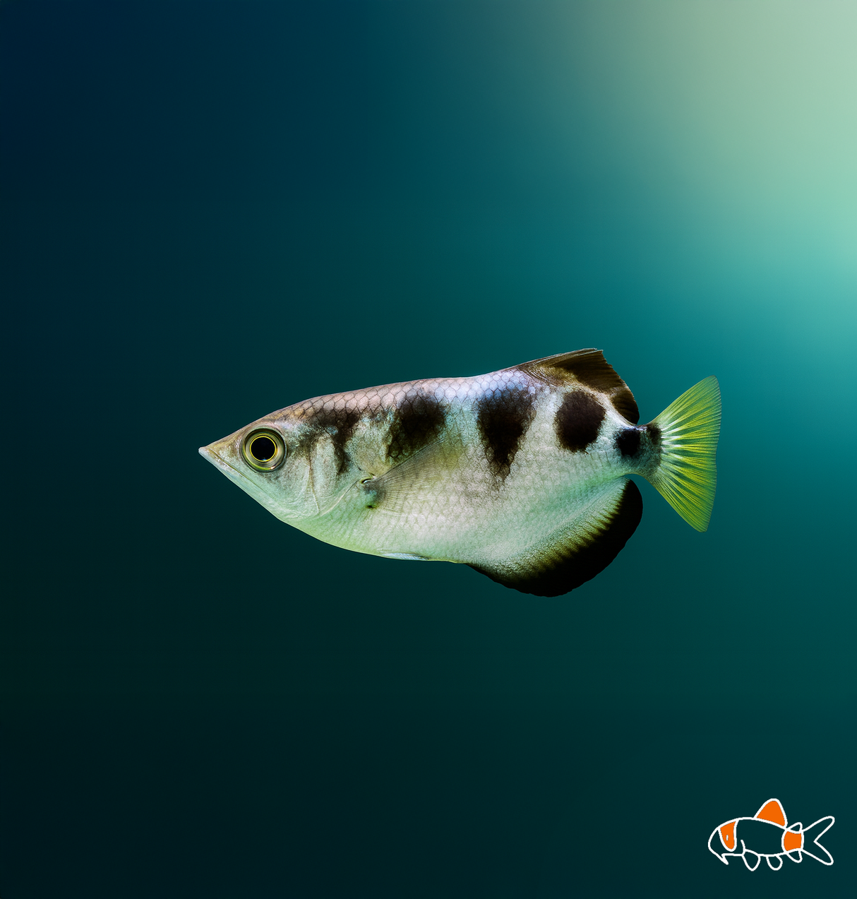 Banded Archer Fish | Imported