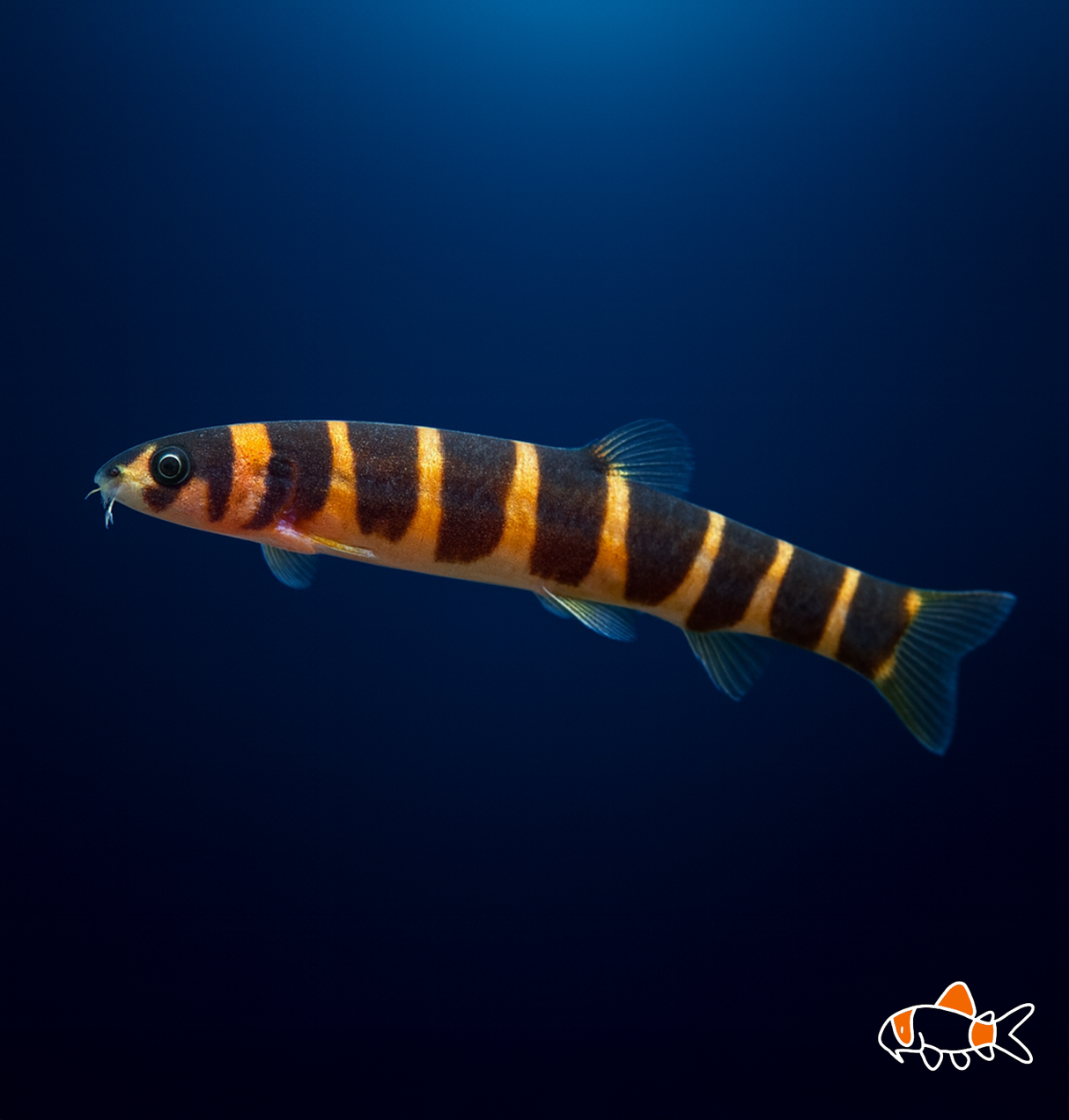 Banded Kuhli Loach | Imported