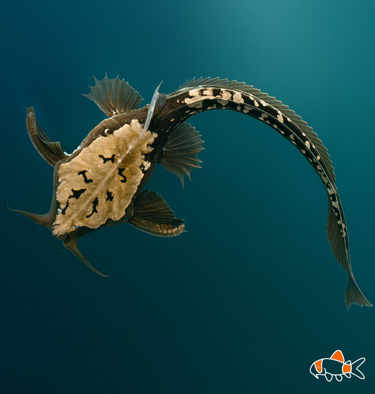 Banjo Catfish | Imported