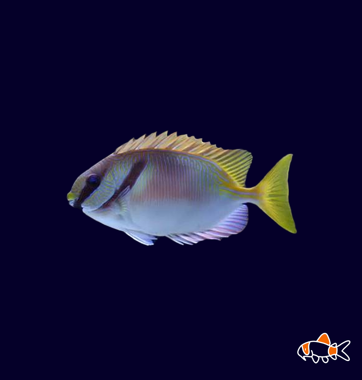 Barred Rabbitfish | Imported