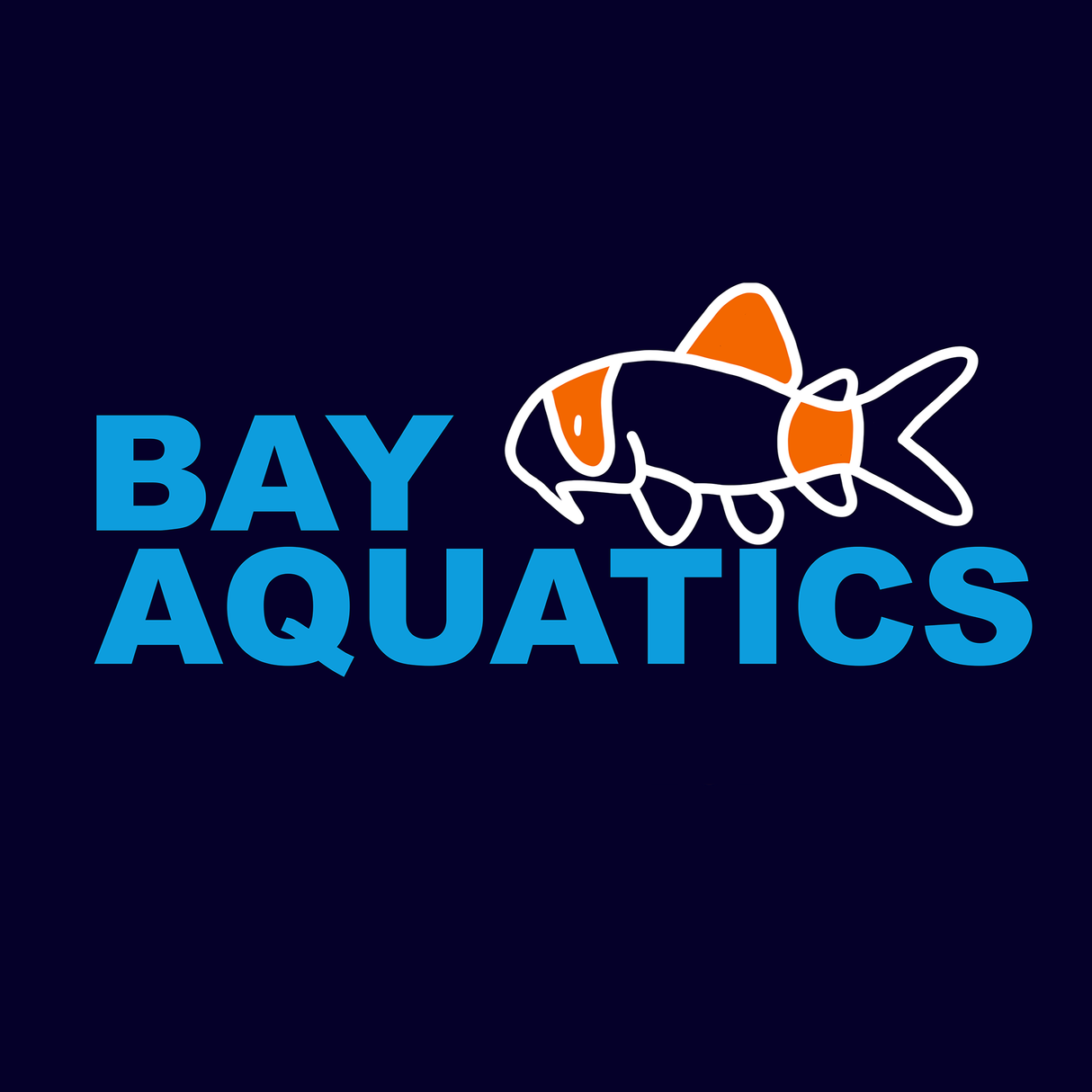 Astraea Snail | Imported