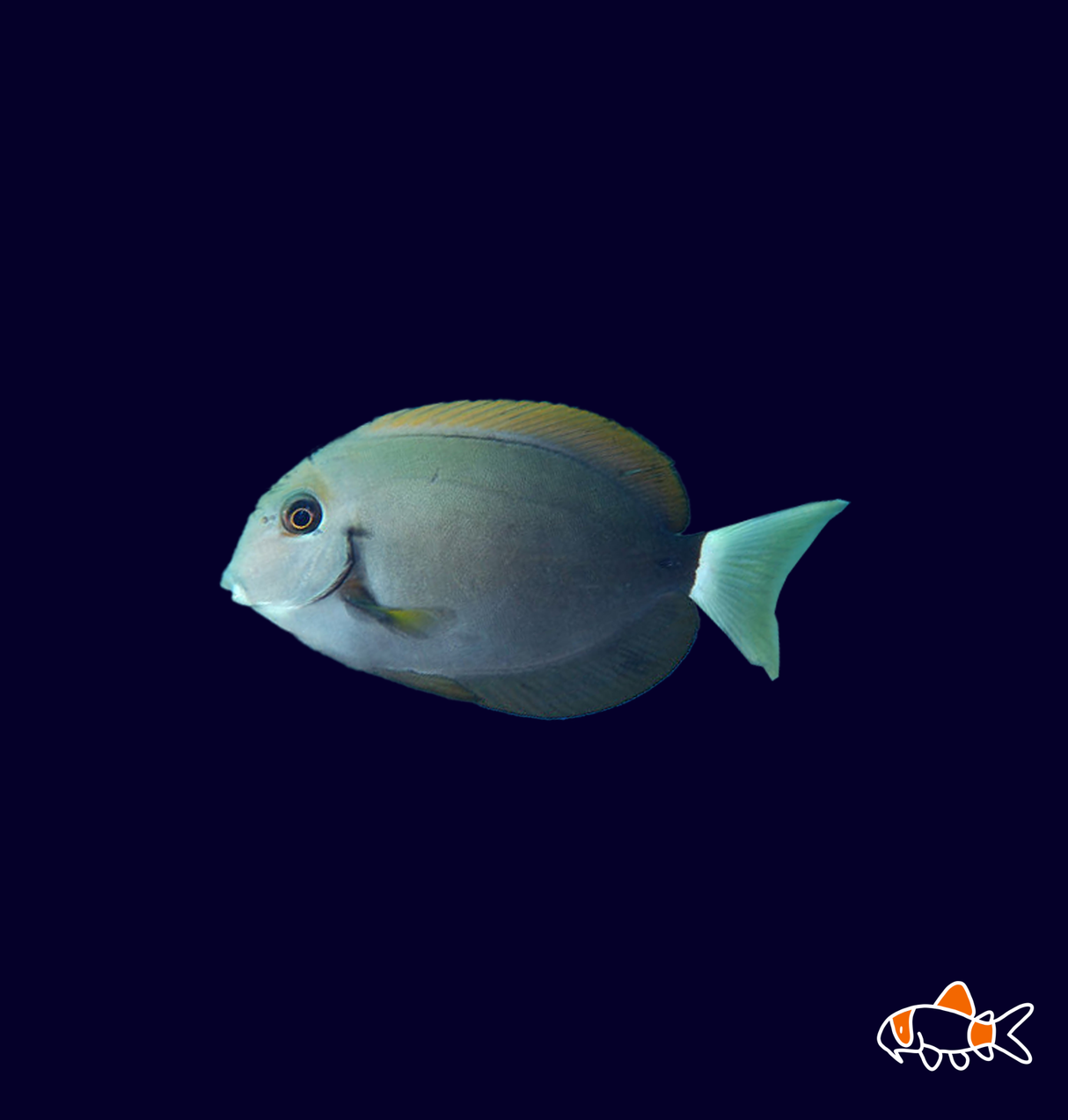 Black Streak Tang | Imported