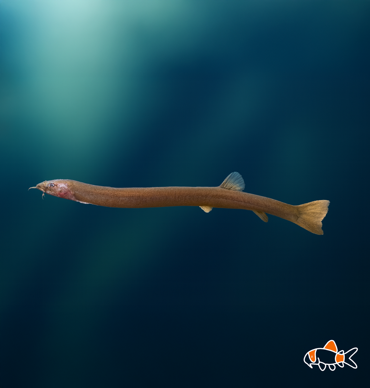 Black Kuhli Loach | Imported