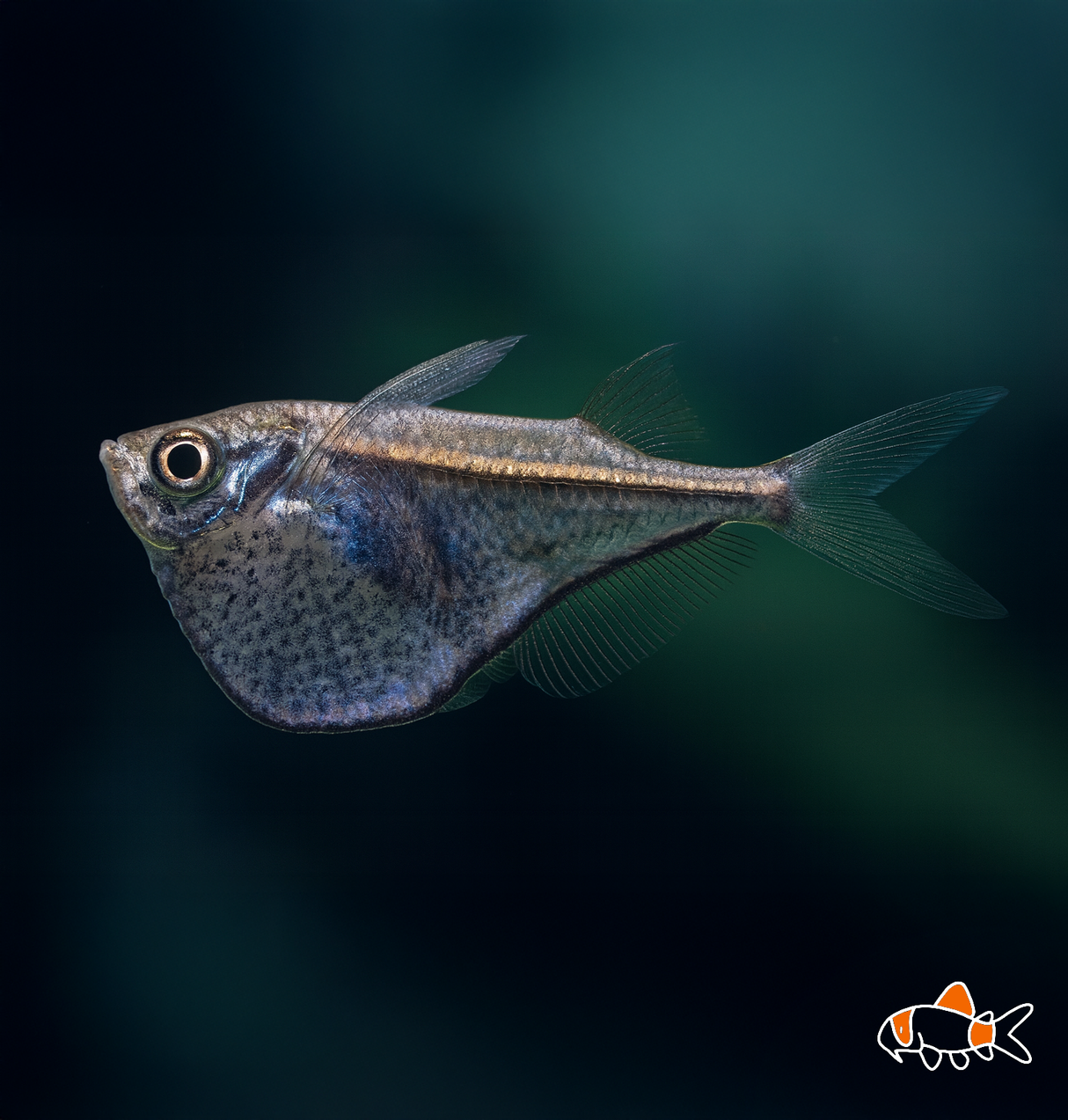 Blackwing Hatchet | Imported