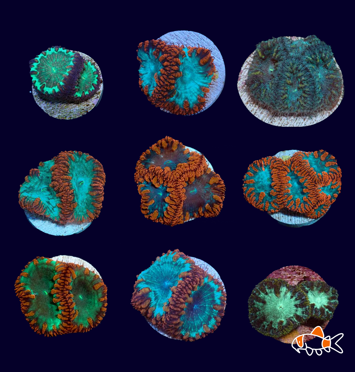 Blastomussa Wellsi || Mixed