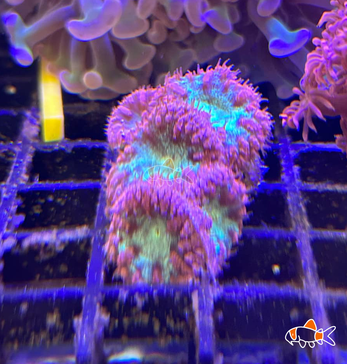 Blastomussa Wellsi || Red