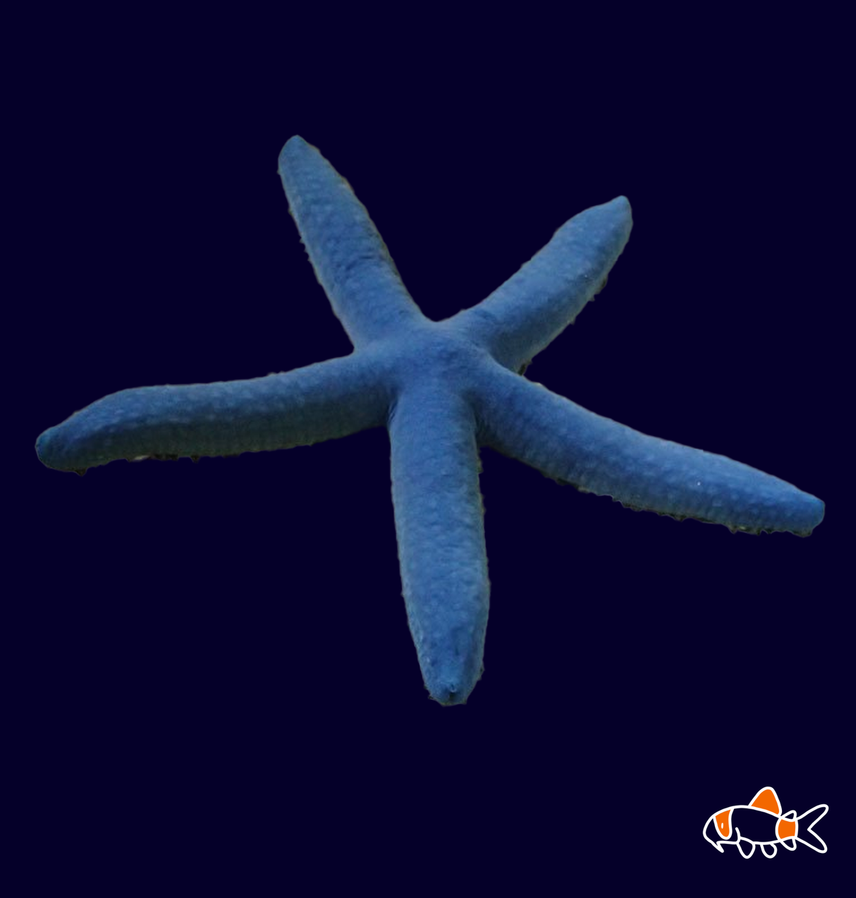 Blue Linckia Starfish | Imported