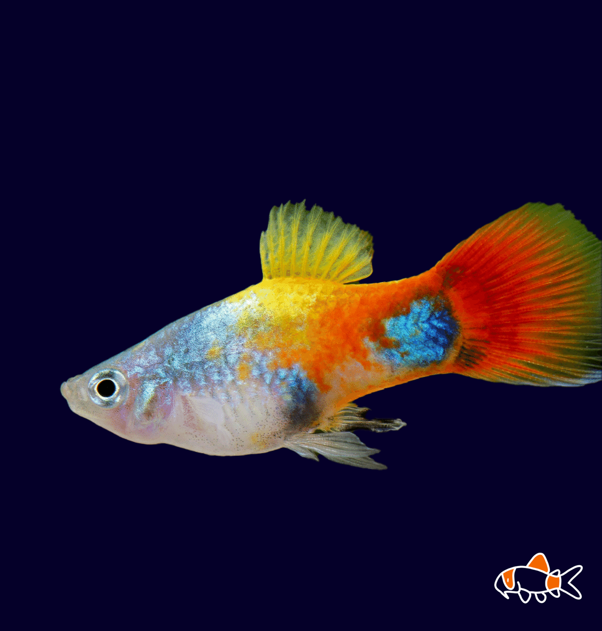 Blue Butterfly Mickey Mouse Platy (Xiphophorus maculatus) | Imported
