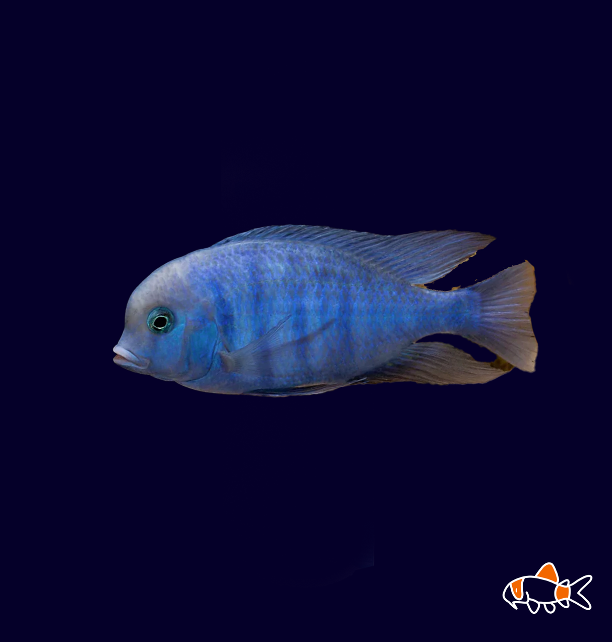 Blue Dolphin Cichlid