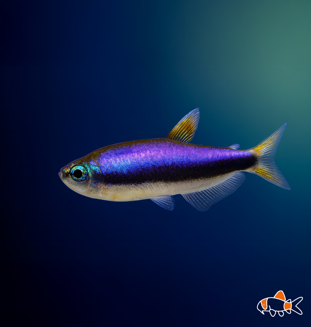Blue Emperor Tetra | Imported