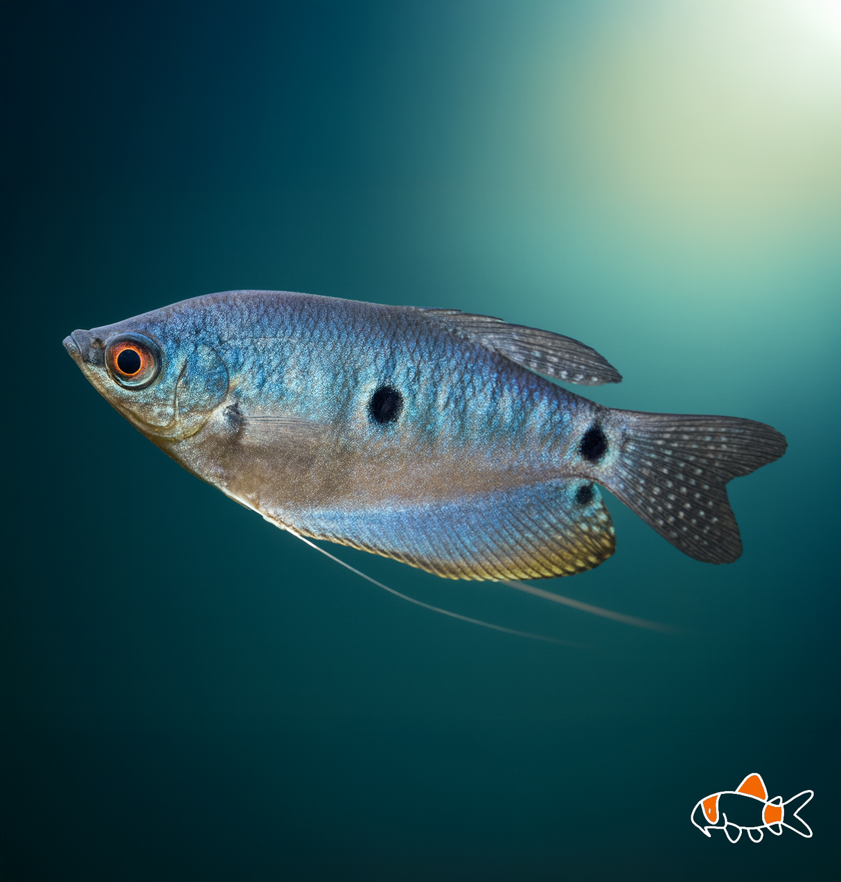 Blue Gourami | Imported