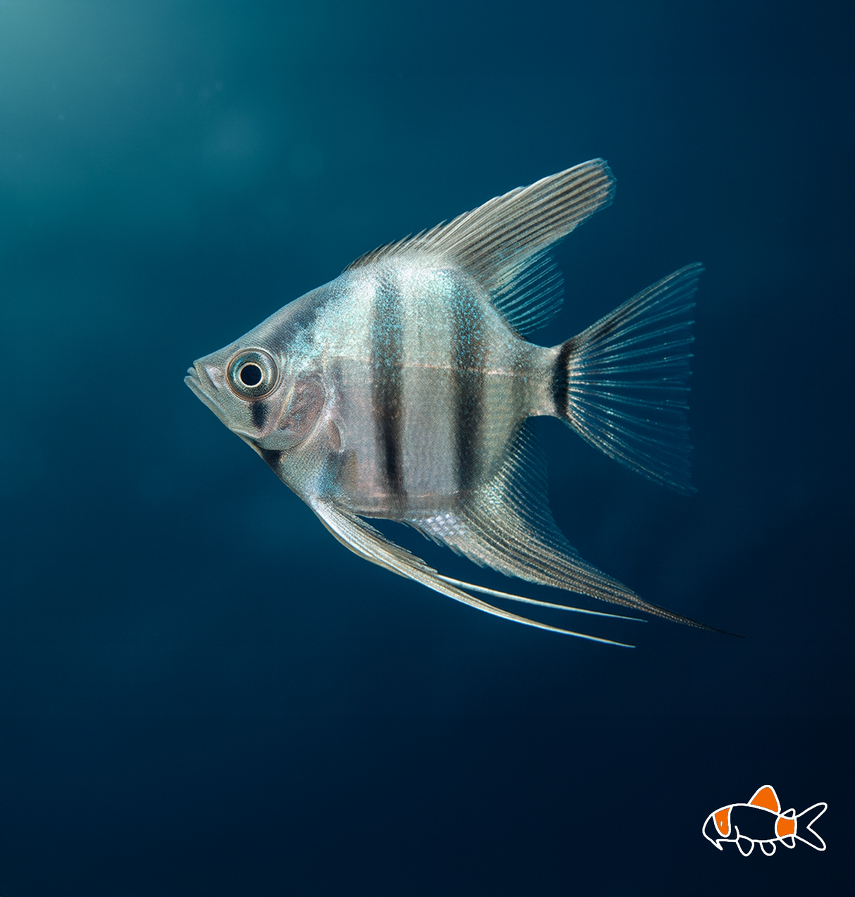 Blue Zebra Angel | Imported