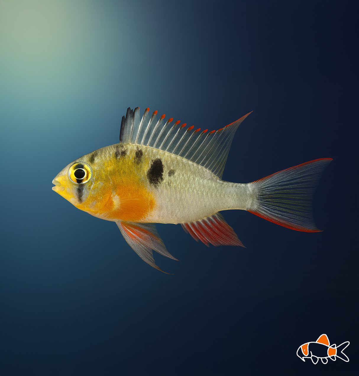 Bolivian Ram | Imported