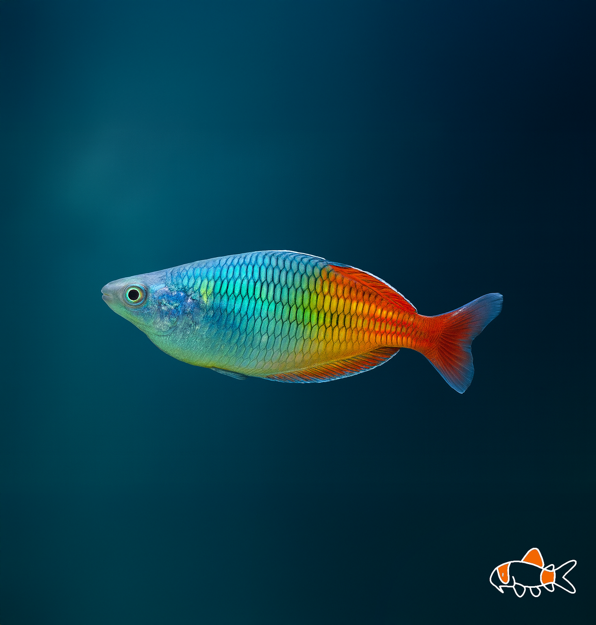 Bosemani Rainbow | Imported