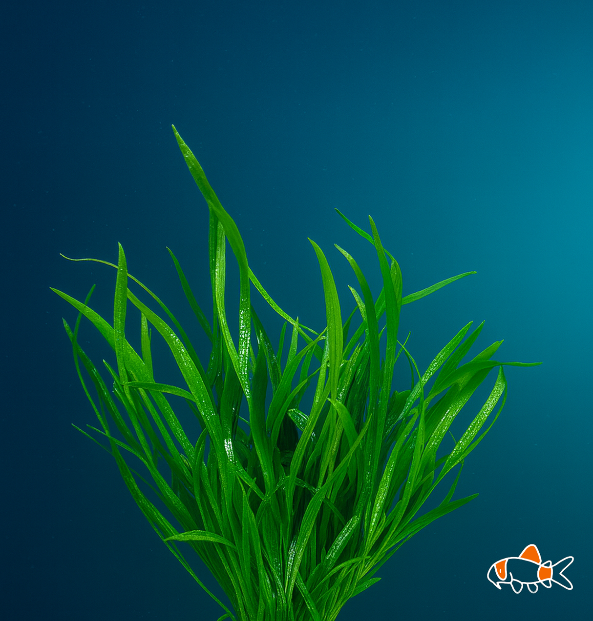 Brasiliensis Chain Sword