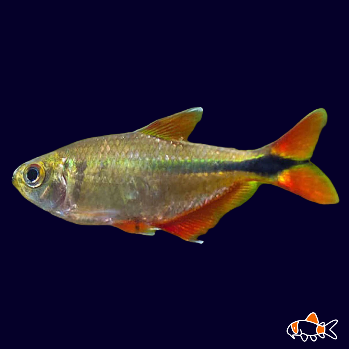 Buenos Aires Tetra | Bay Aquatics | Tauranga | New Zealand