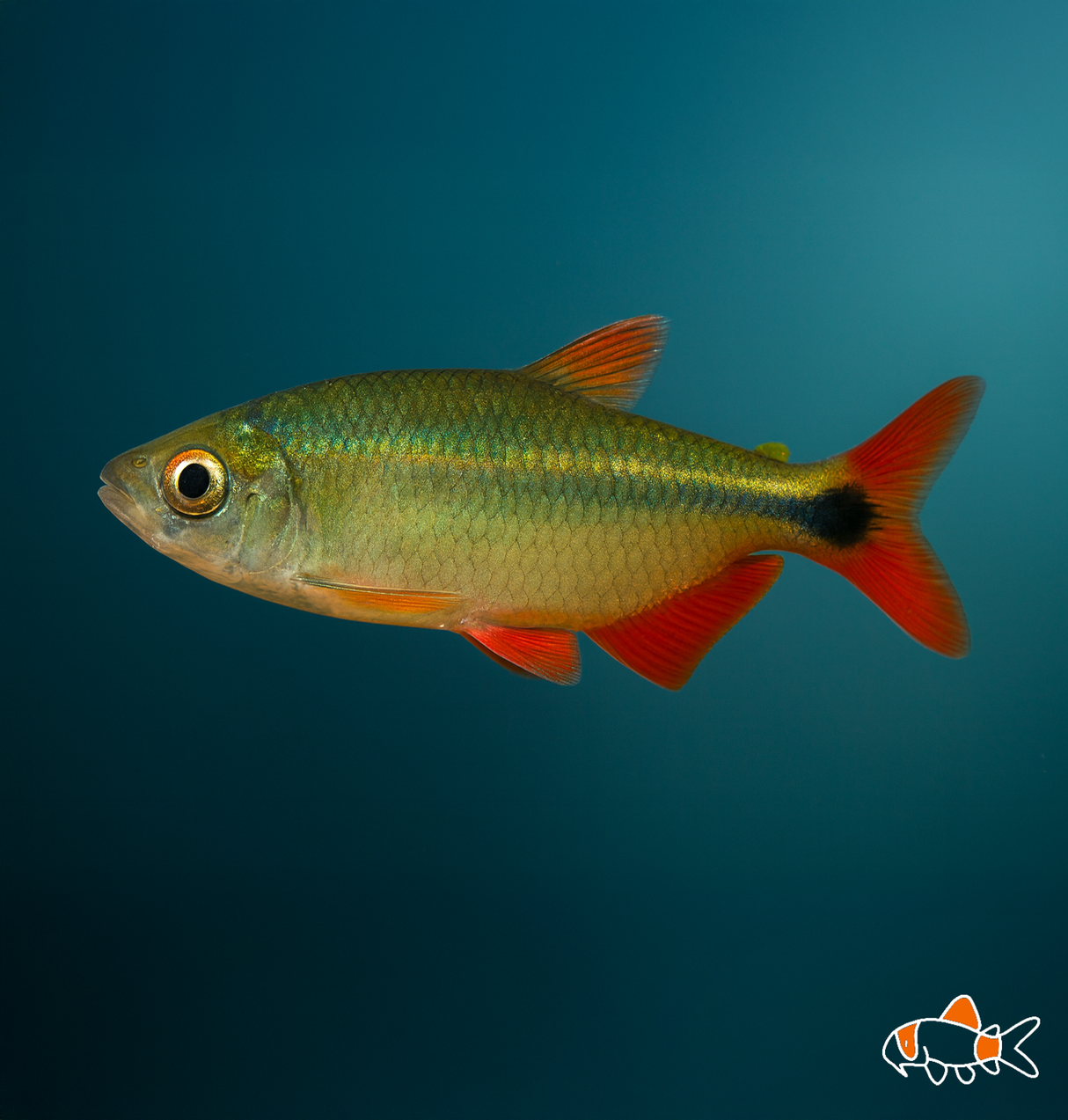 Buenos Aires Tetra | Imported