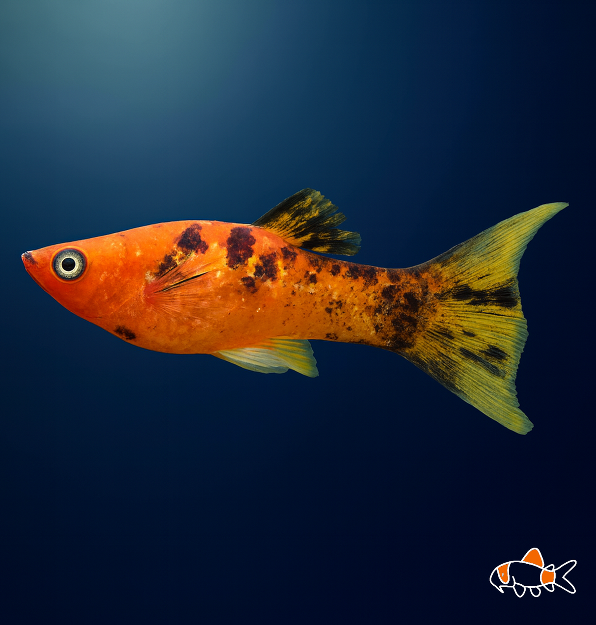 Calico Sunset Molly | Imported