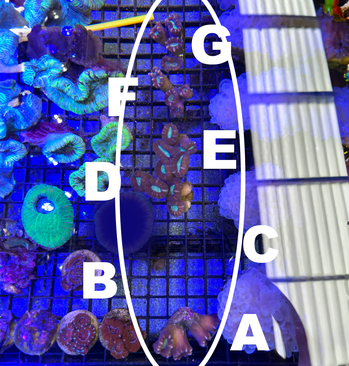 Candycane Coral || Purple | Imported