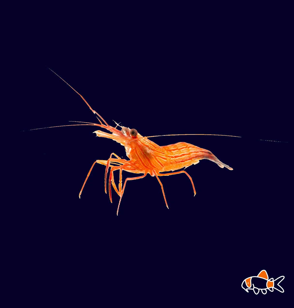 Caribbean Peppermint Shrimp