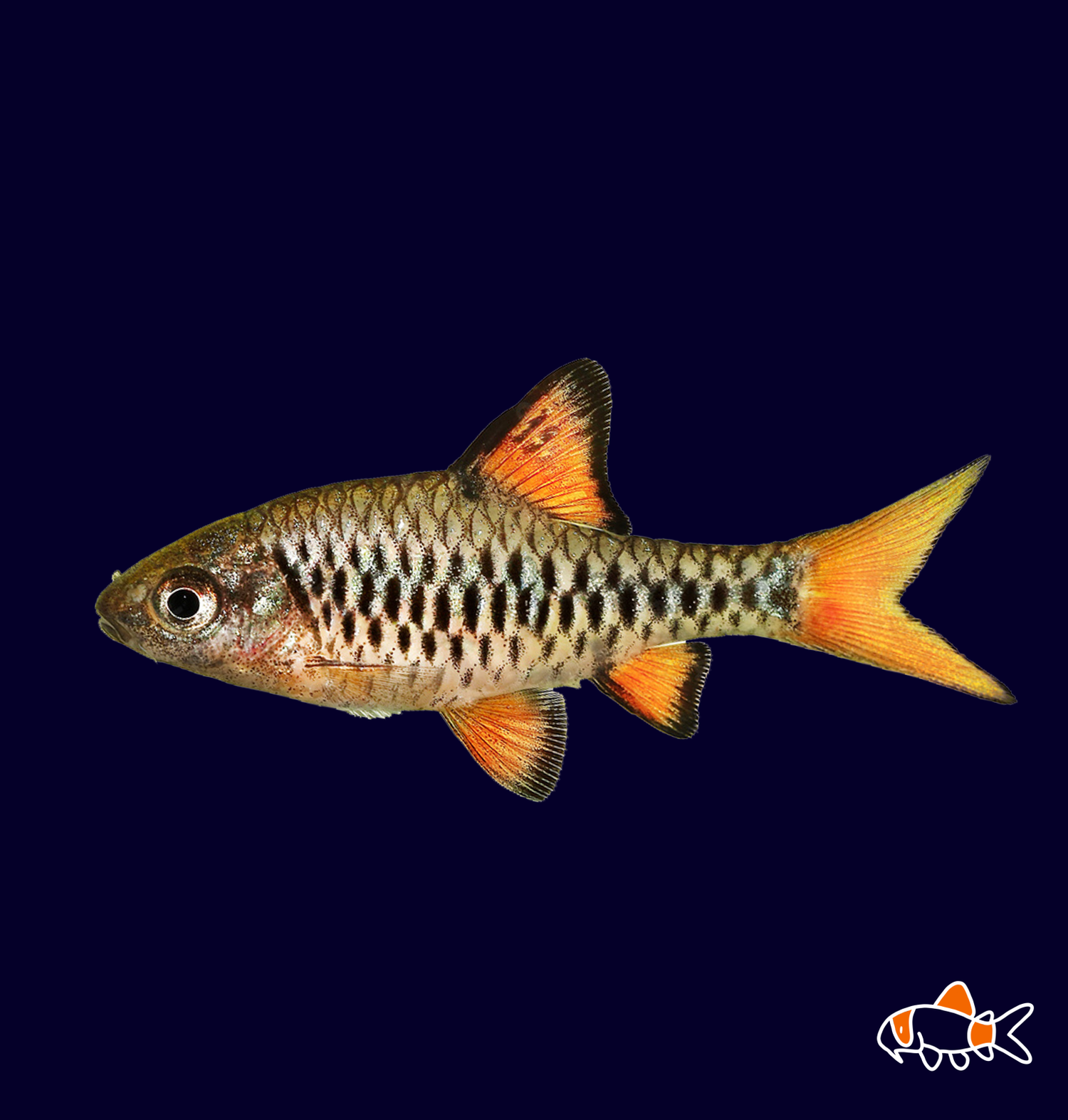 Checkered Barb (Oliotius oligolepis) | Imported