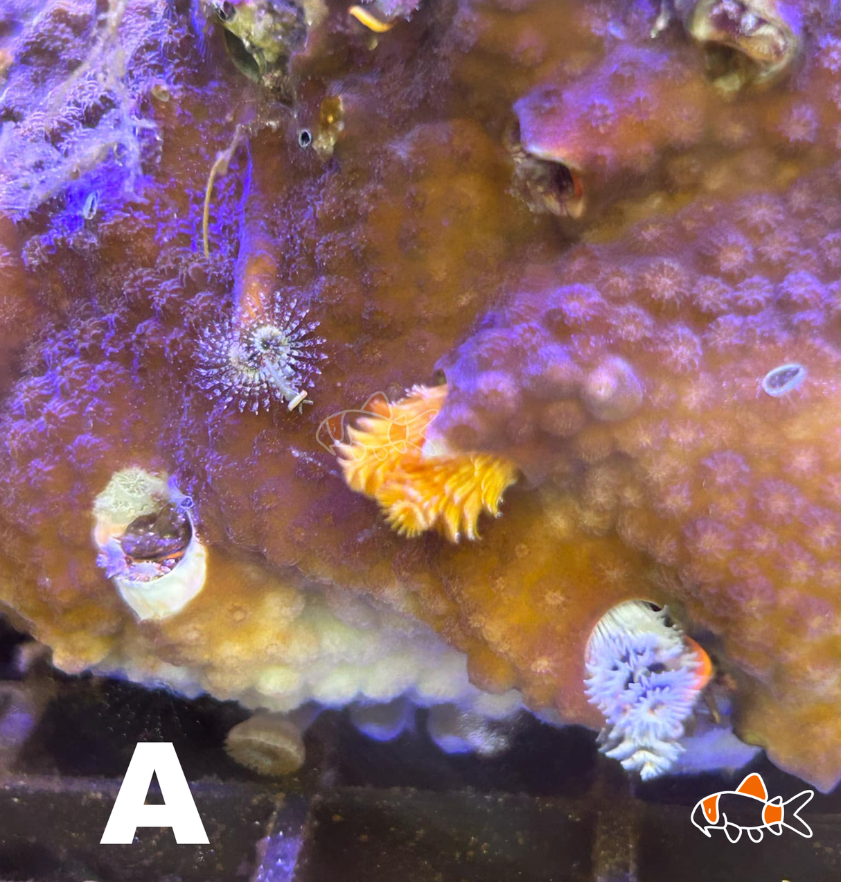 Christmas Tree Worms Rock