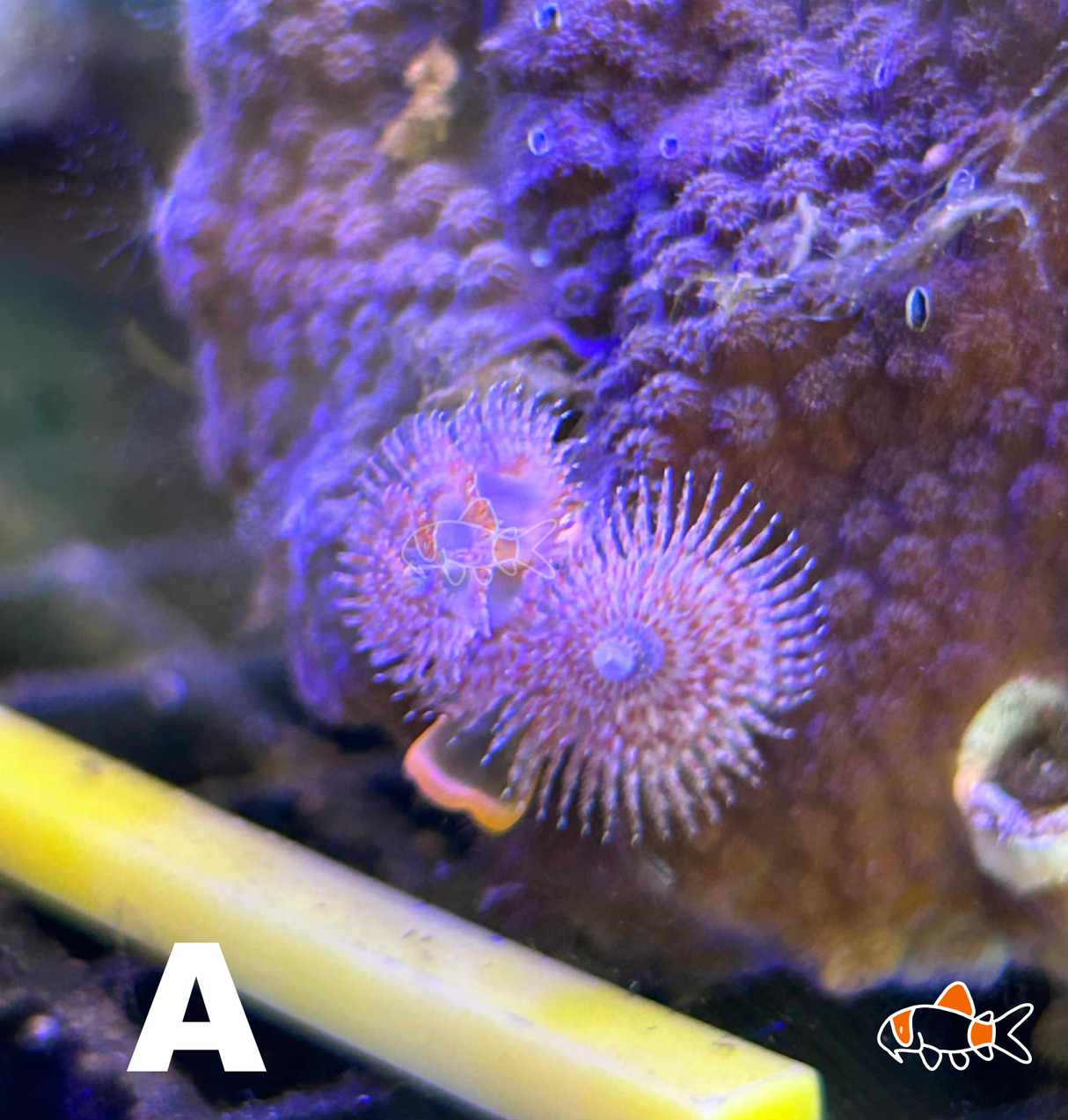 Christmas Tree Worms Rock