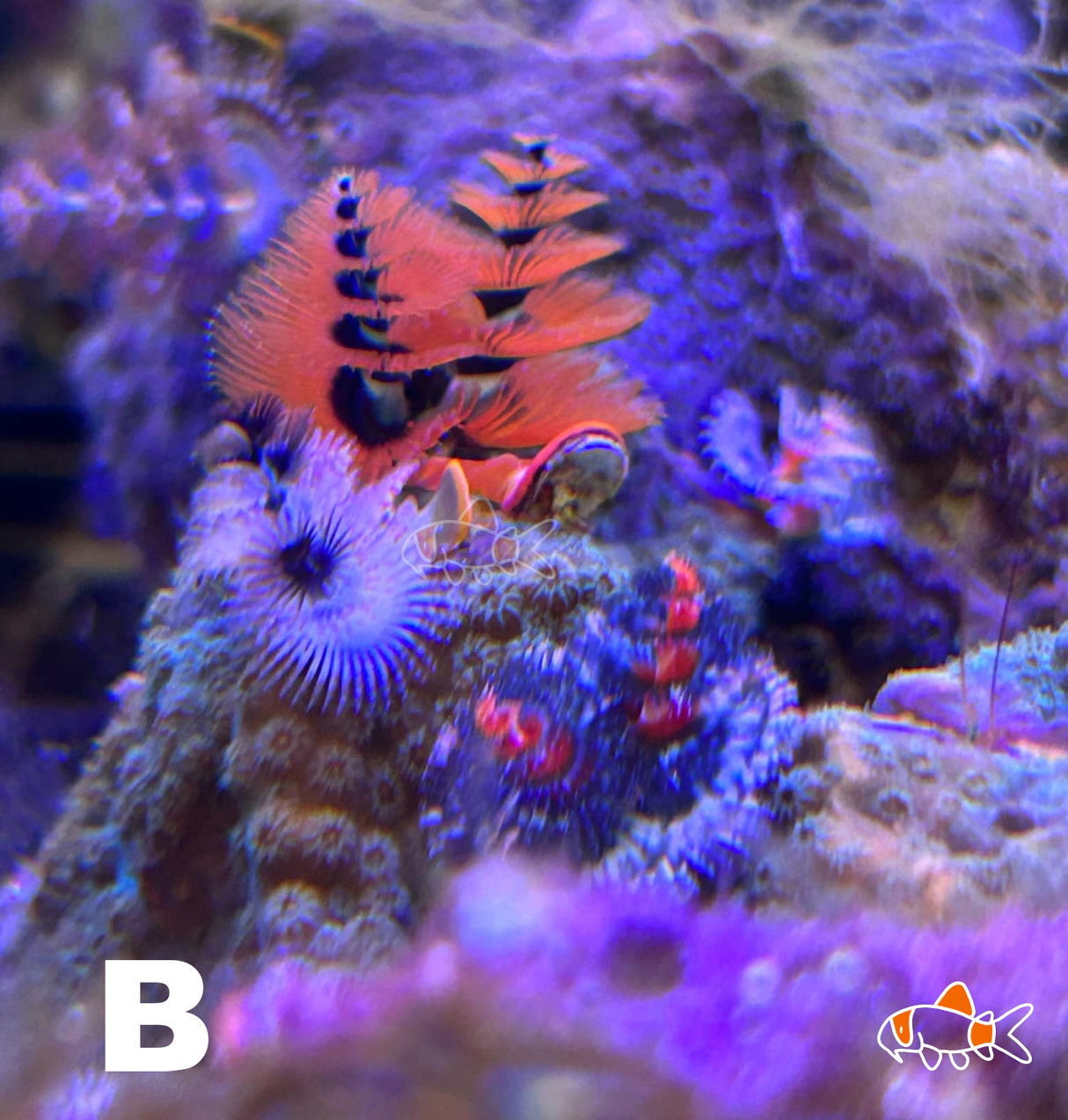 Christmas Tree Worms Rock