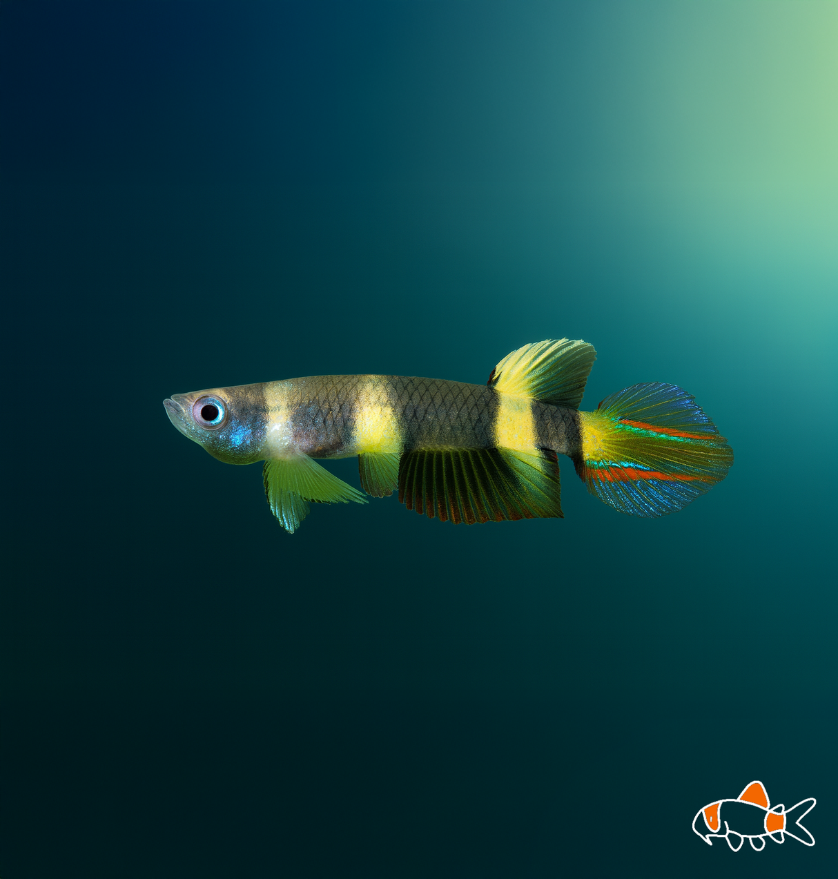 Clown Killi | Imported