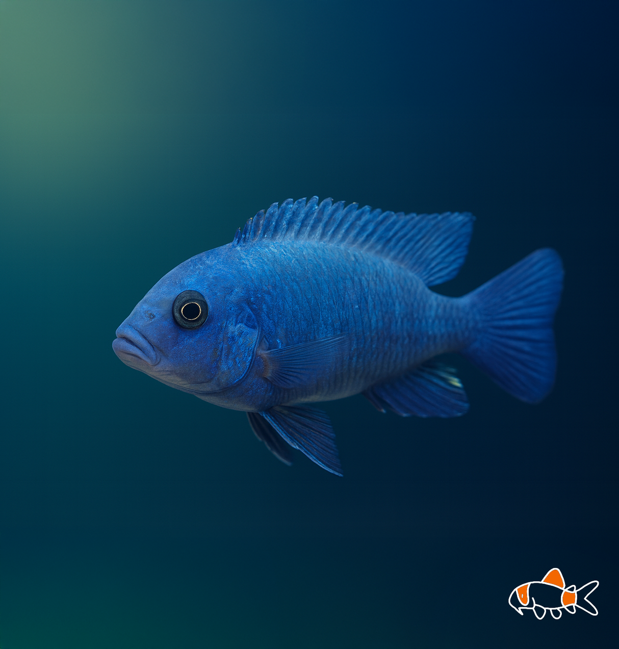 Cobalt Blue Zebra Cichlid | Imported