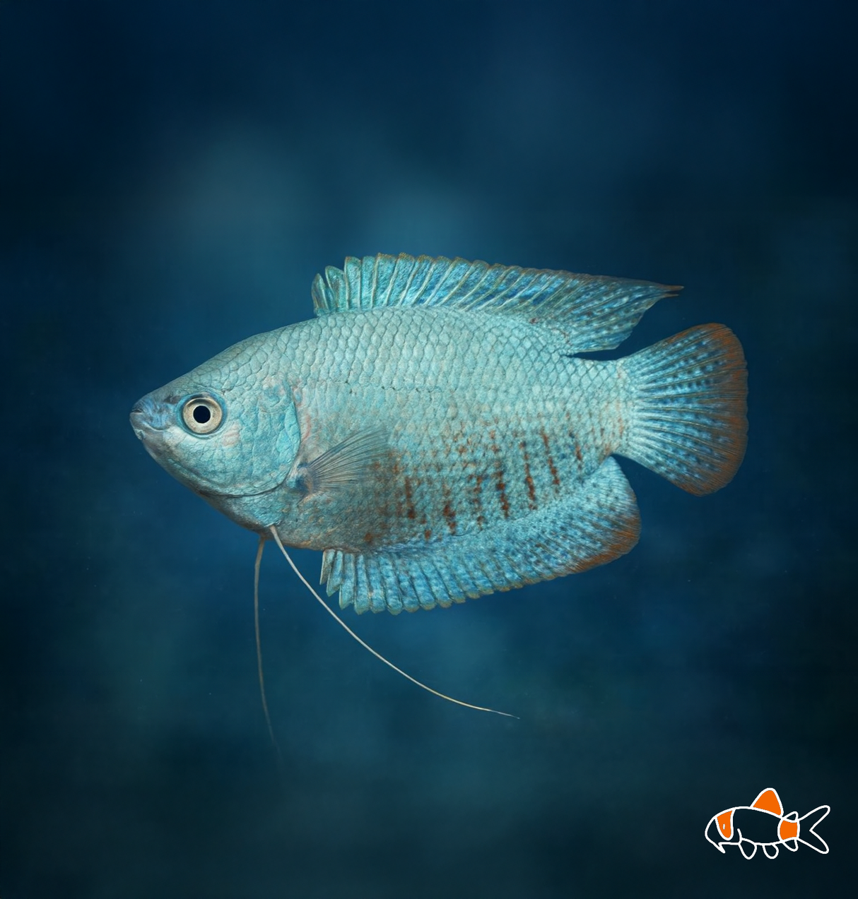 Cobalt Dwarf Gourami | Imported