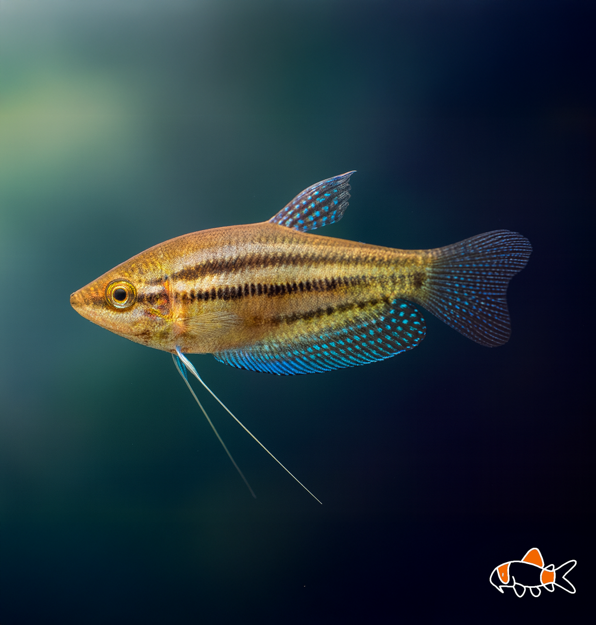 Croaking Gourami | Imported
