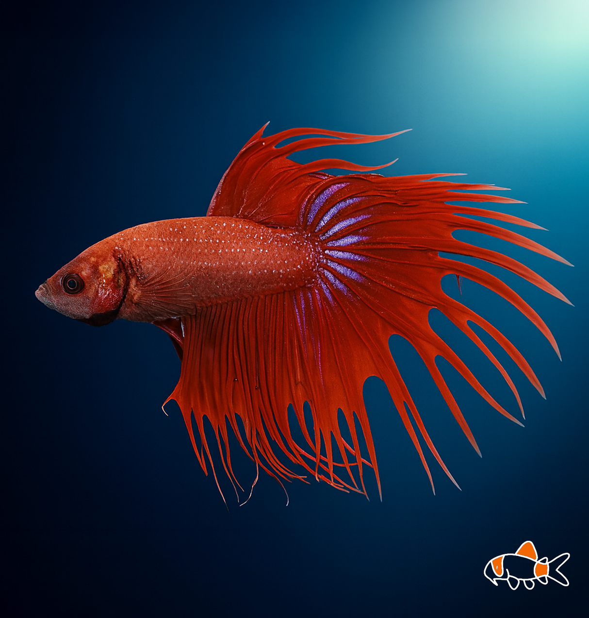 Crowntail Betta Male | Imported