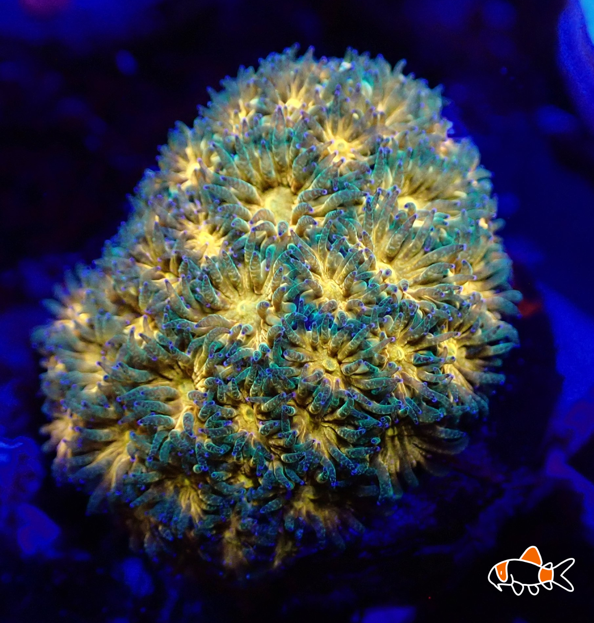Crust Coral || John Deere | Imported