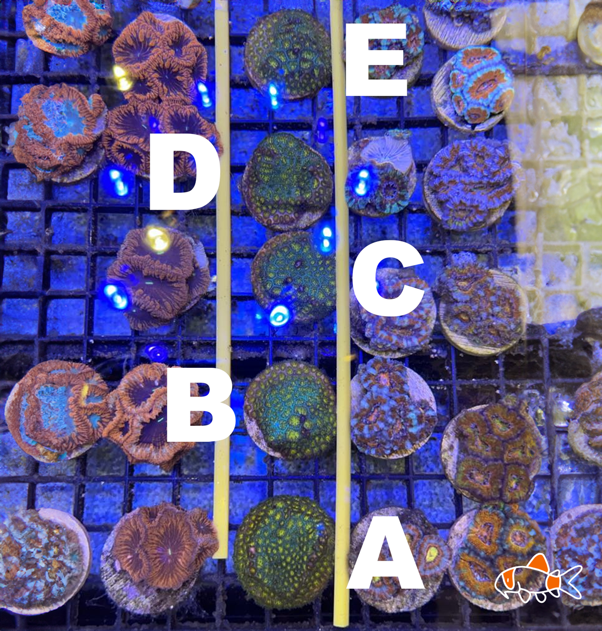 Crust Coral || John Deere | Imported