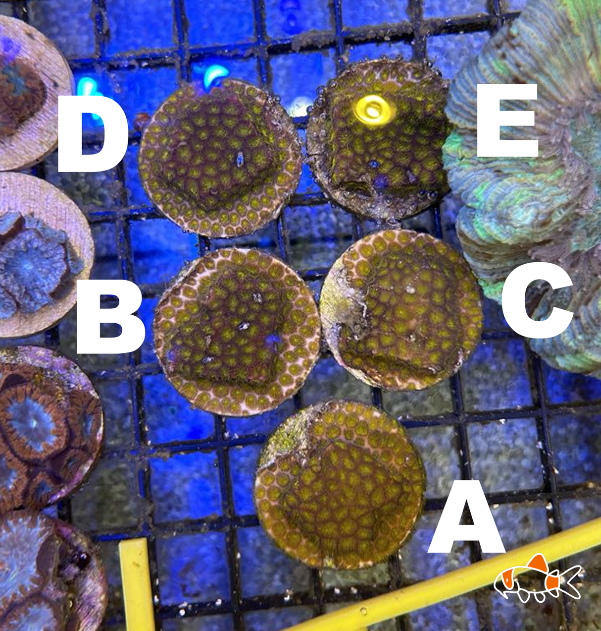 Crust Coral || Mixed