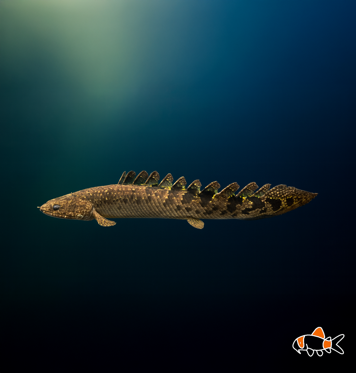 Delhezi Bichir | Imported